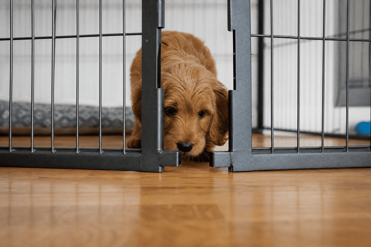 Pet escaping through gap in playpen